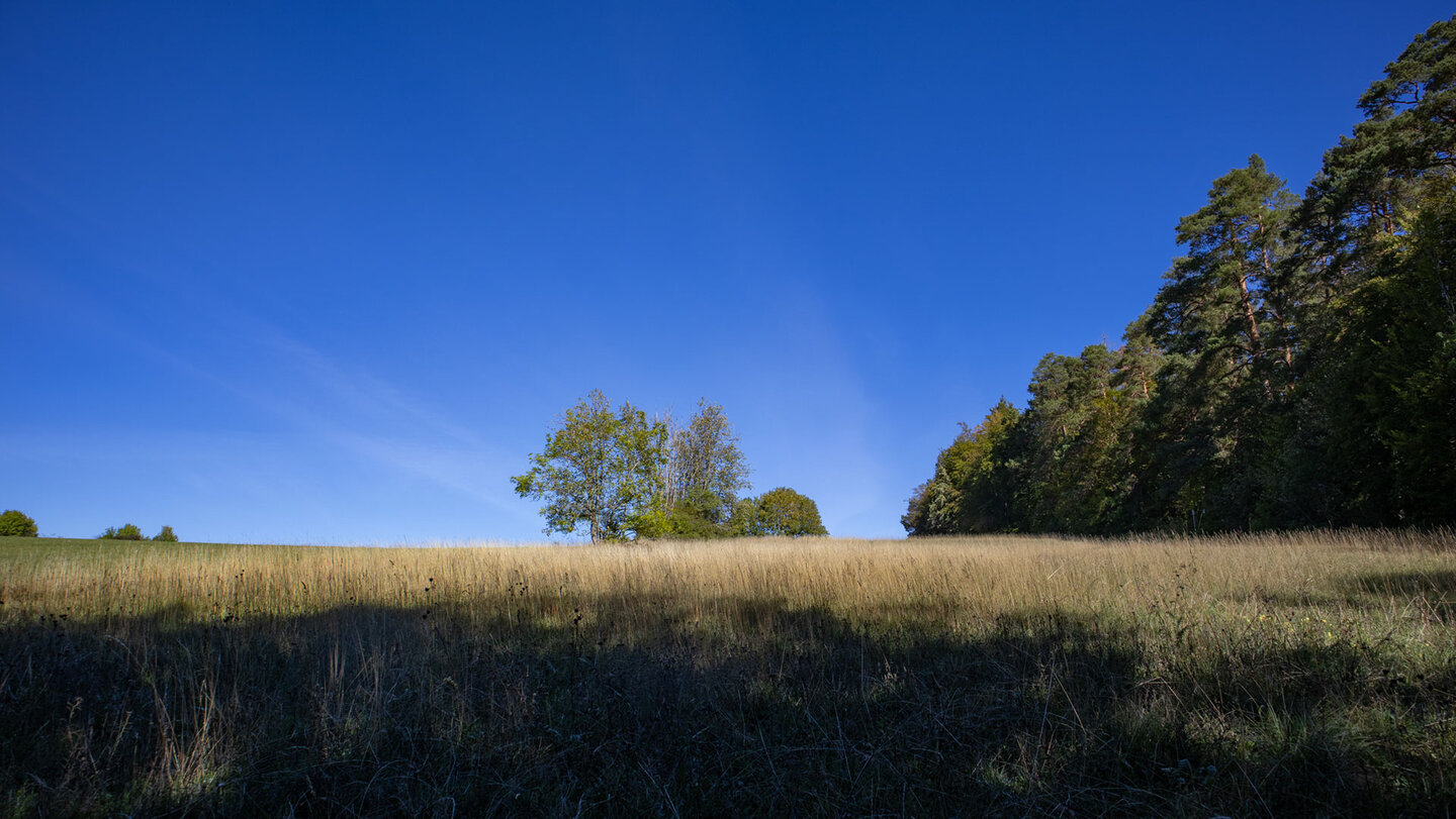 Wiesenlandschaft mit einzelnen Bäumen und Waldrand auf der Hochebene
