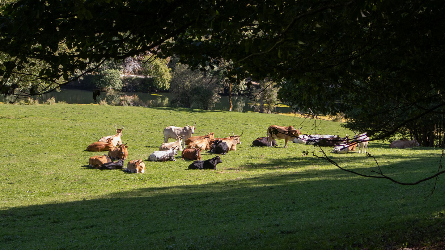 Zebu-Rinder auf der Weide im Donautal