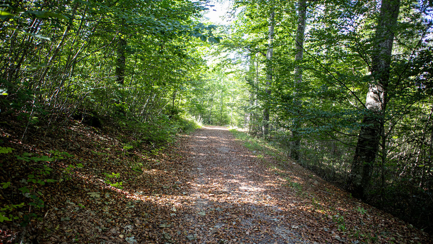Wanderpfad im Buchenwald im Naturpark Obere Donau