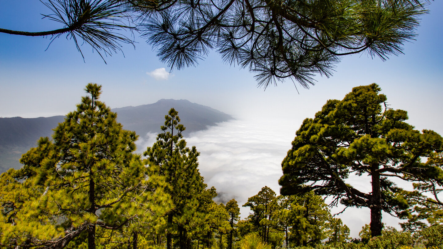 Ausblick zur Cumbre Vieja über dem Wolkenmeer