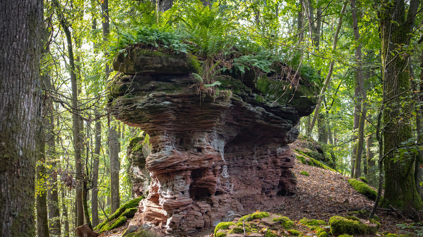 mit Moosen und Farnen bewachsene Felsormation am Sandsteinriff auf dem Rumberg