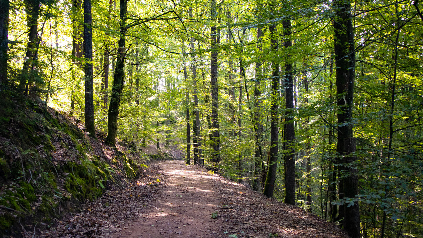 Forstweg entlang der Wanderroute auf dem Rumberg-Steig