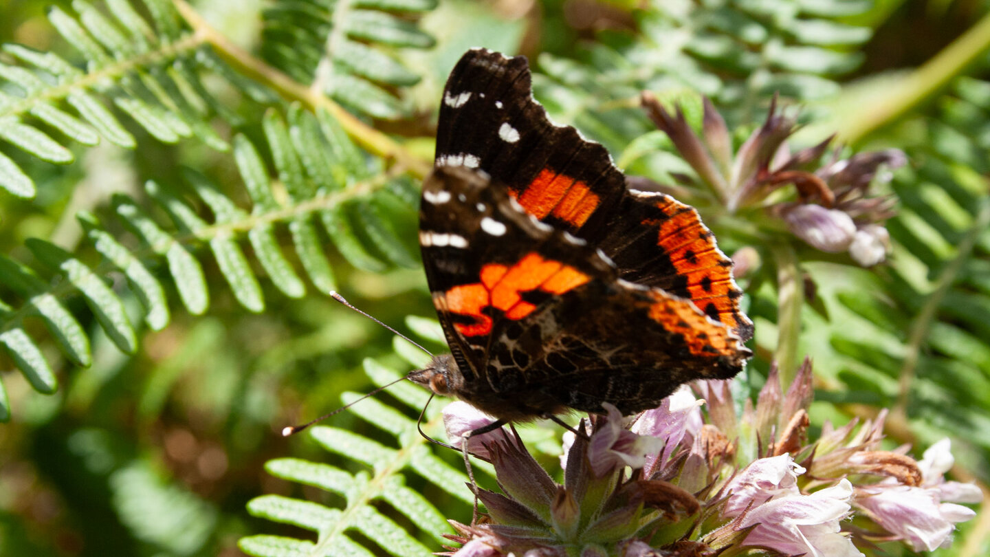 Schmetterling Admiral auf einem Balsamstrauch