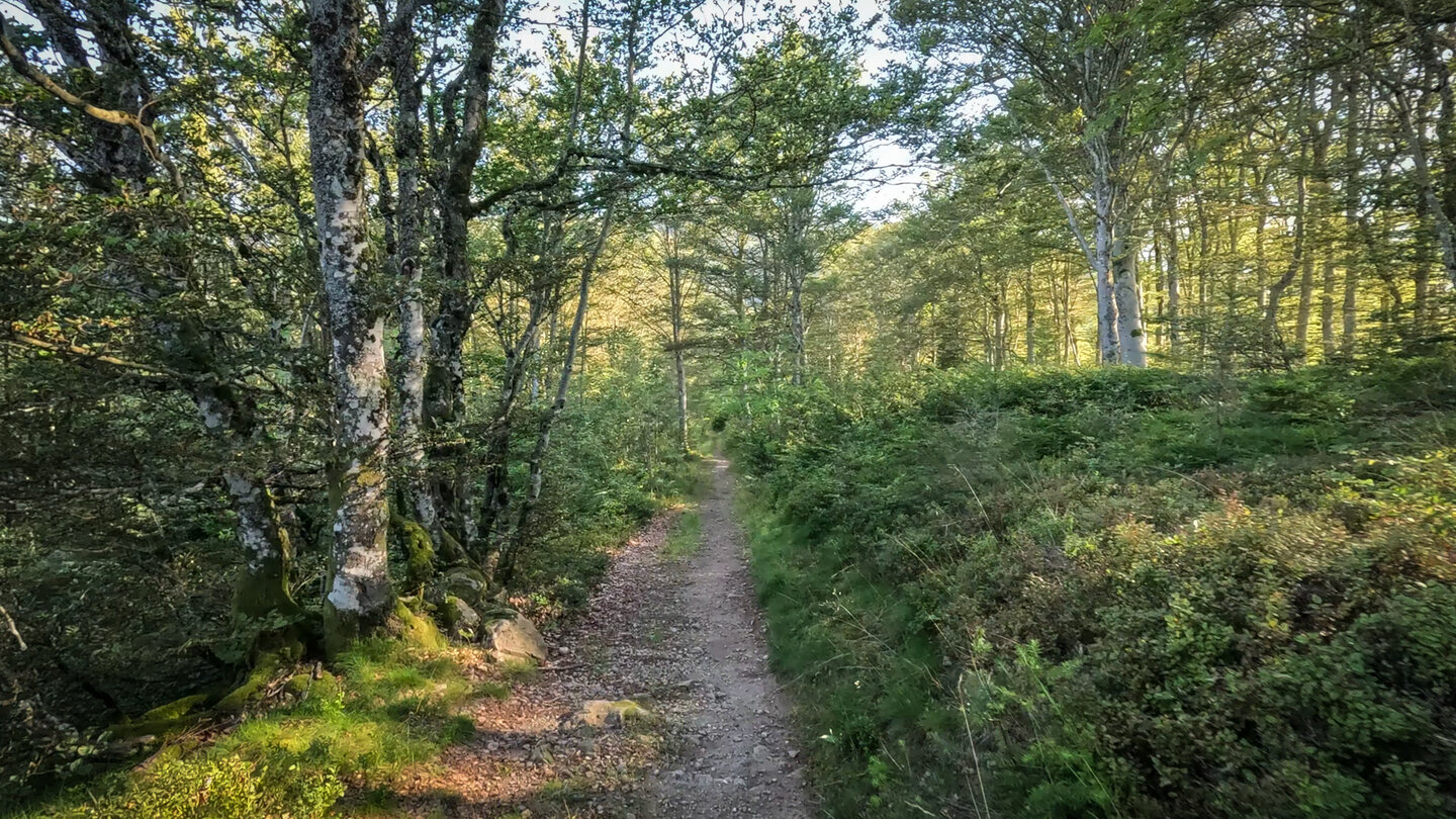 Tour verläuft am Böllener Eck durch einen Buchenwald