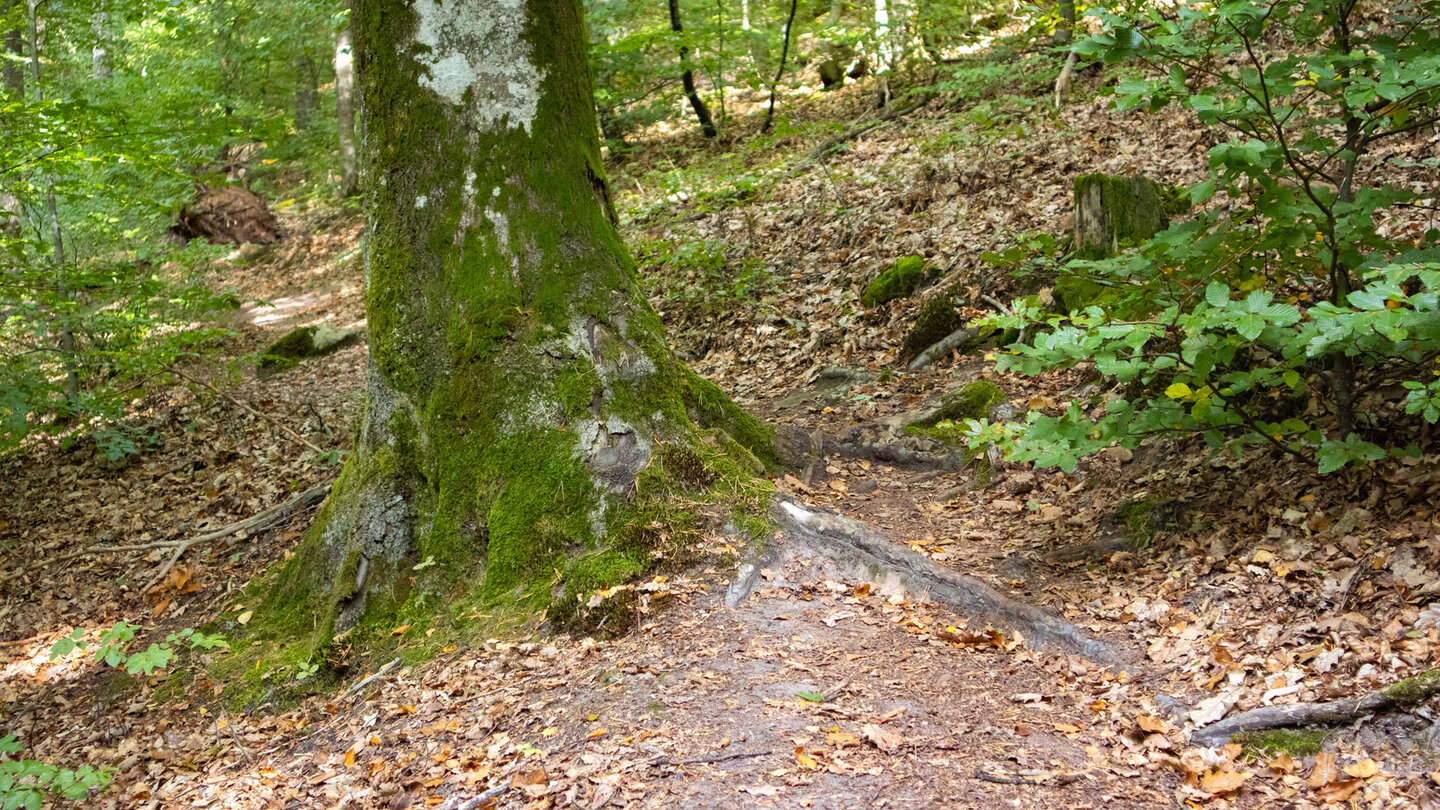 bemooste Bäume am Wanderweg entlang der der deutsch-französischen Grenze bemooste Bäume am Wanderweg