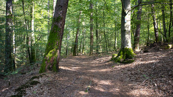 Wanderweg durch die Wälder des Wasgau