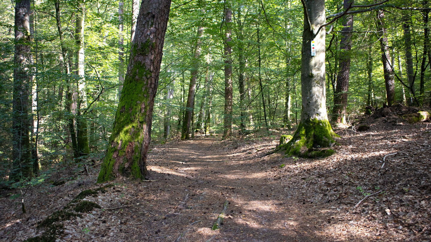 idyllischer Wanderweg durch die Wälder des Wasgau Wanderweg durch die Wälder des Wasgau