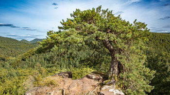 Felsplateau Burgruine Blumenstein