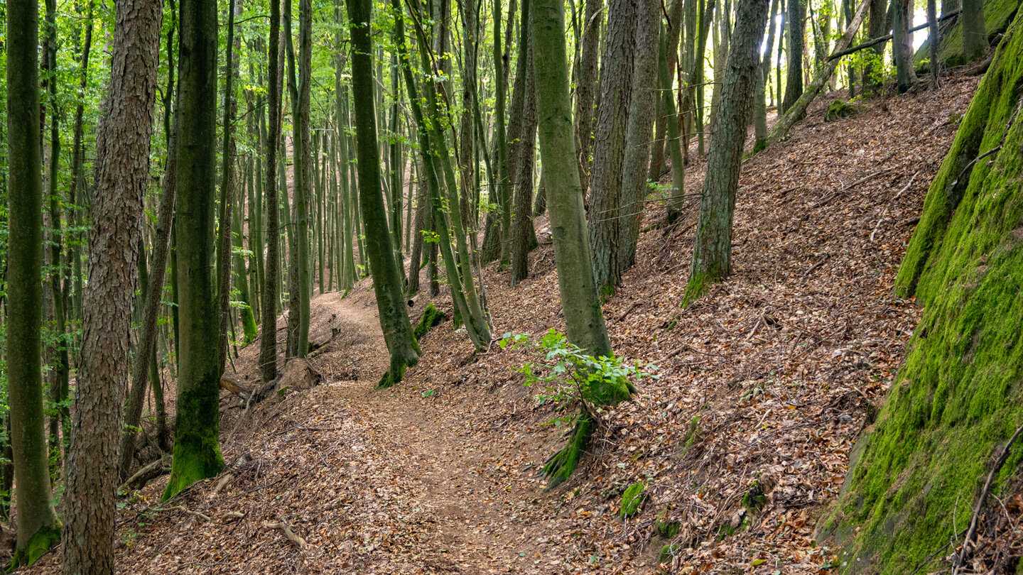 Wanderpfad zur Wolfsgrube Wanderpfad zur Wolfsgrube