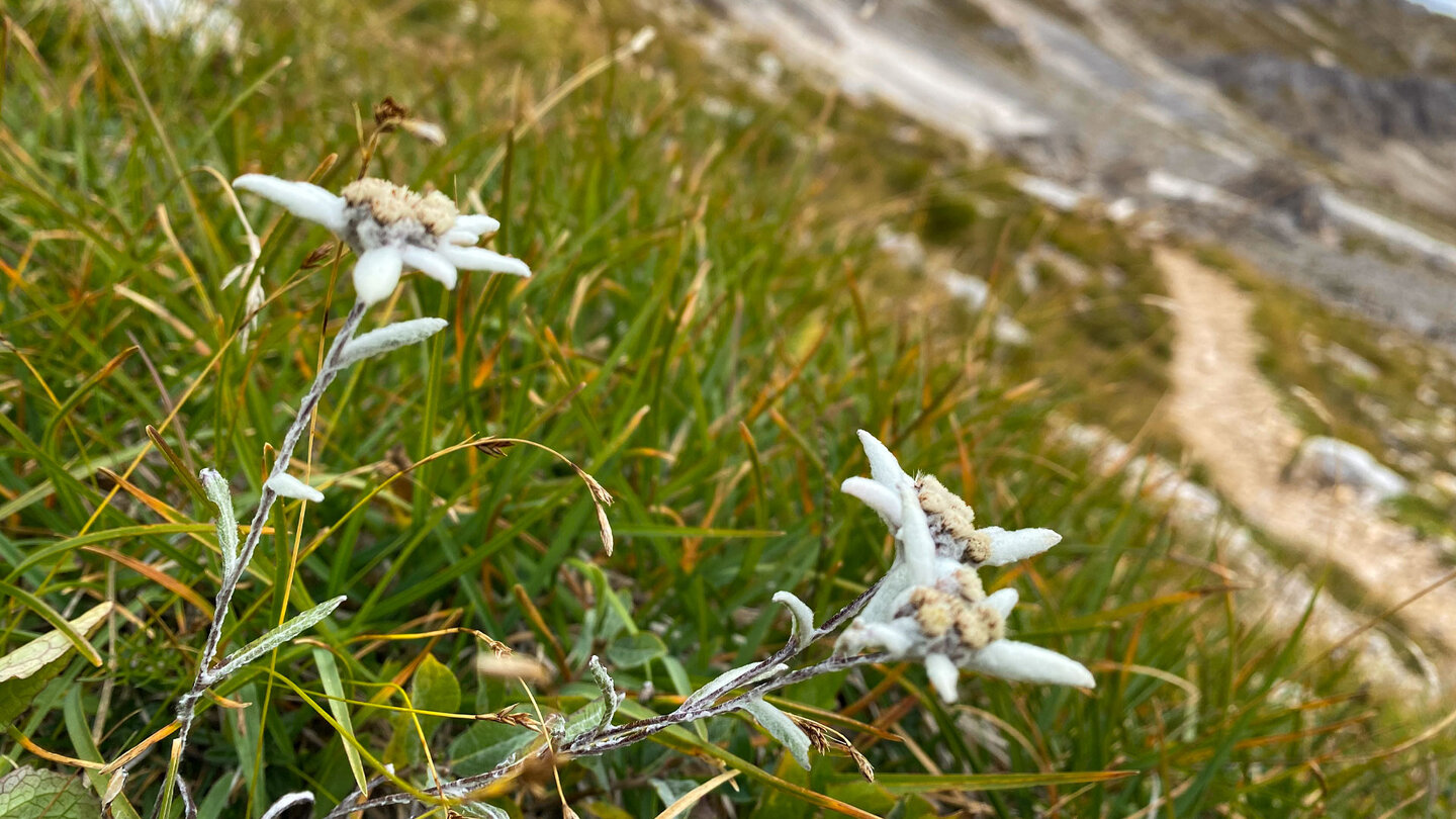 Edelweiss am Wegesrand