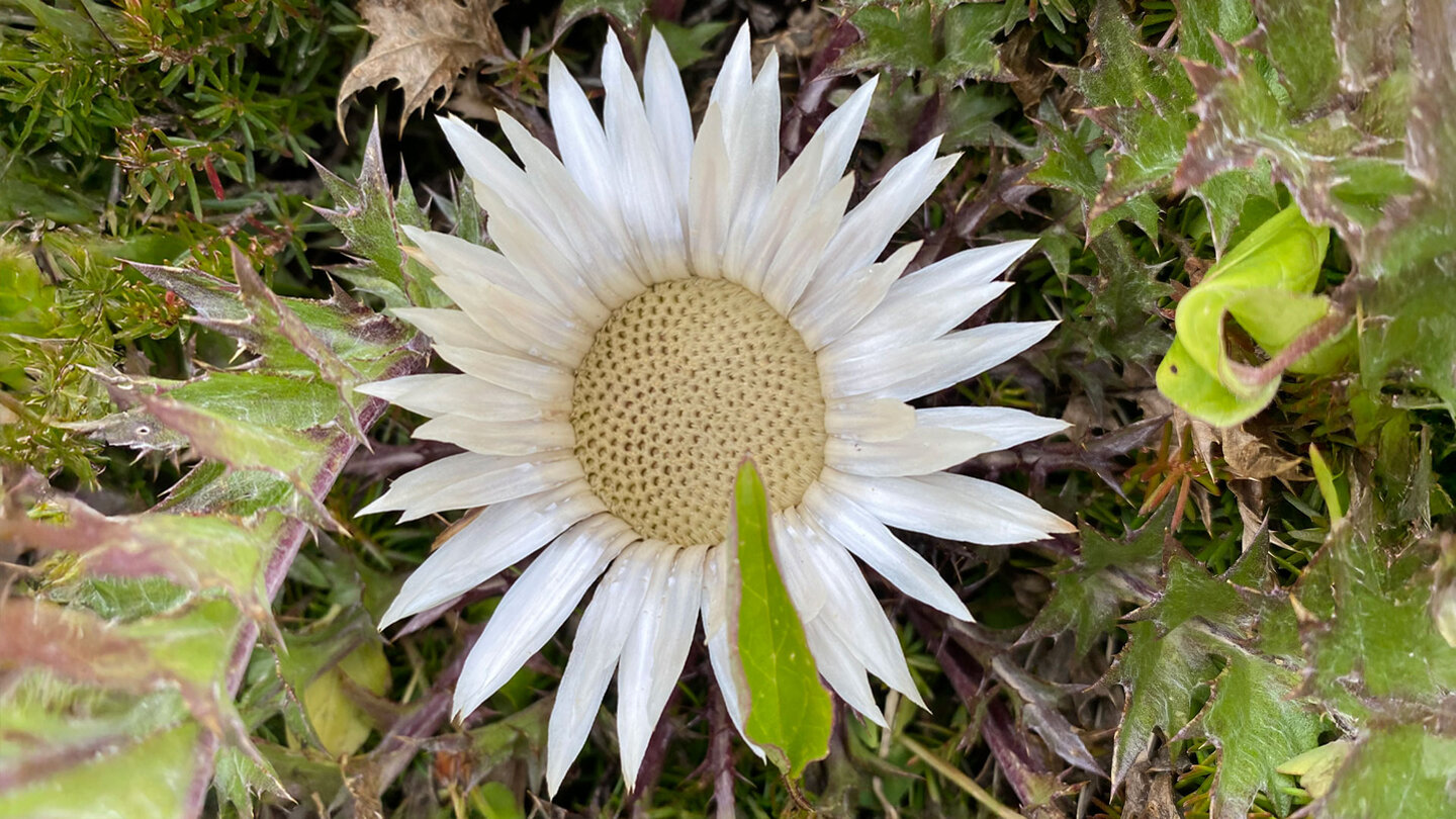 Silberdistel auf dem Weg zur Rotwandhütte