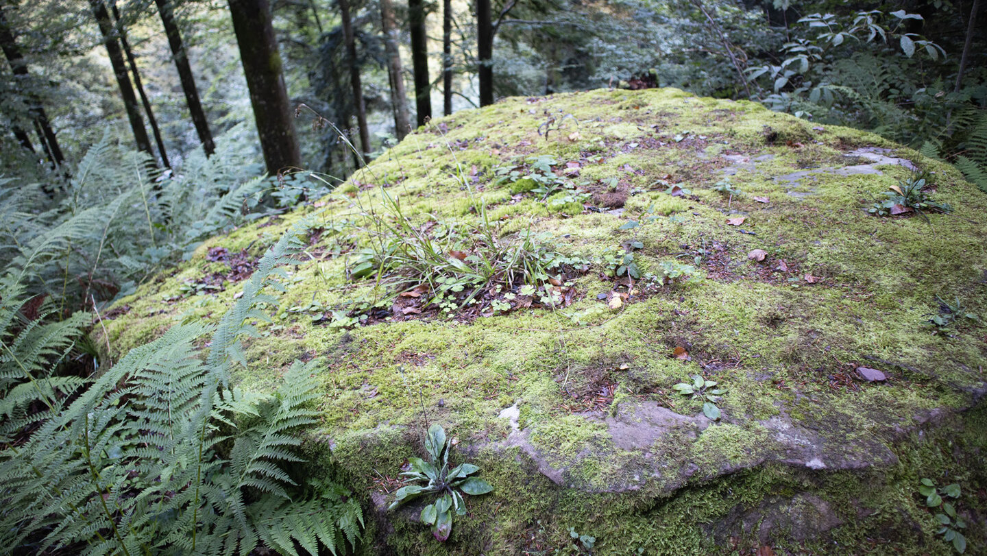 bemooste Felsen am Wanderweg bemooste Felsen am Wanderweg