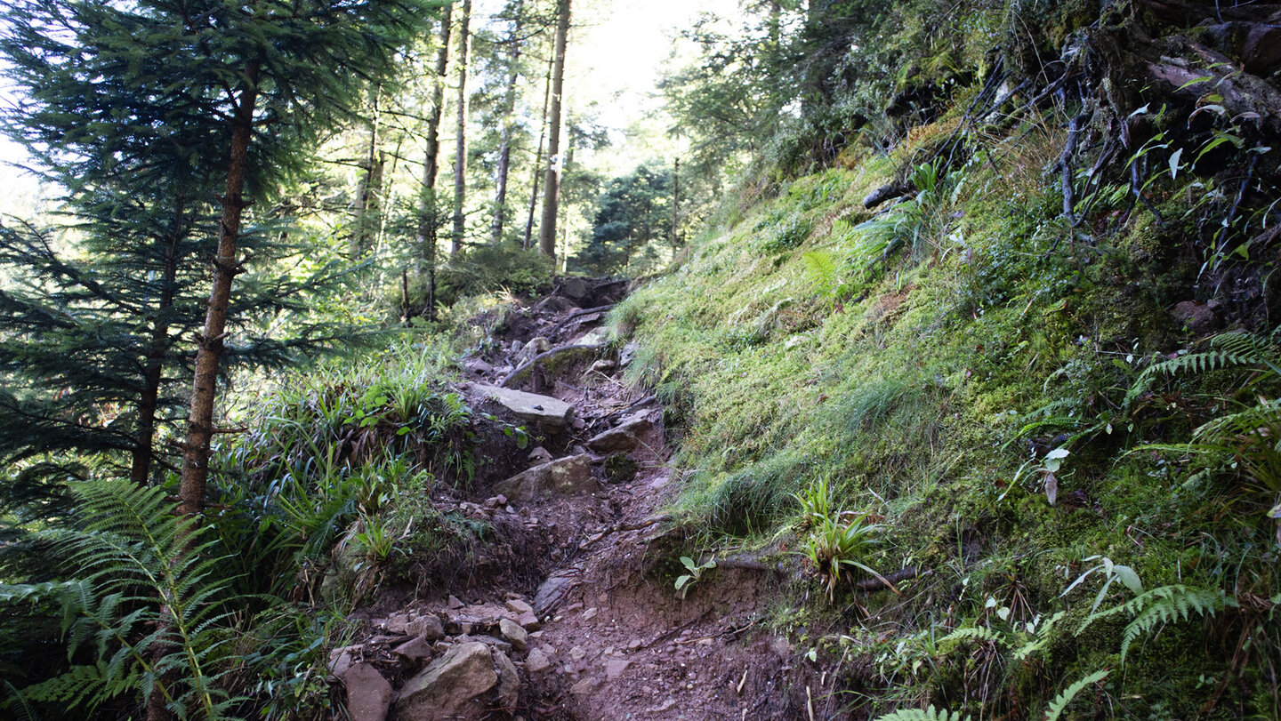 steiler Aufstieg am Teufelskanzelsteig Aufstieg am Teufelskanzelsteig