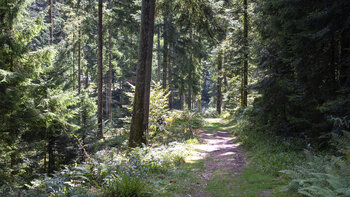 bequemer Wanderweg zur Sexauer Hütte