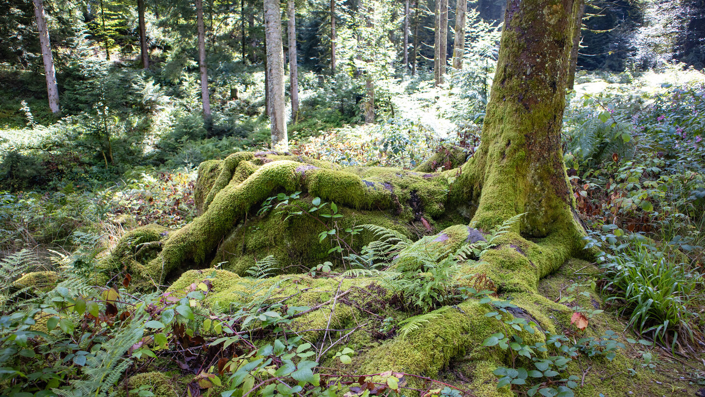 bemooste Wurzeln im feuchten Wald bemooste Wurzeln im Wald