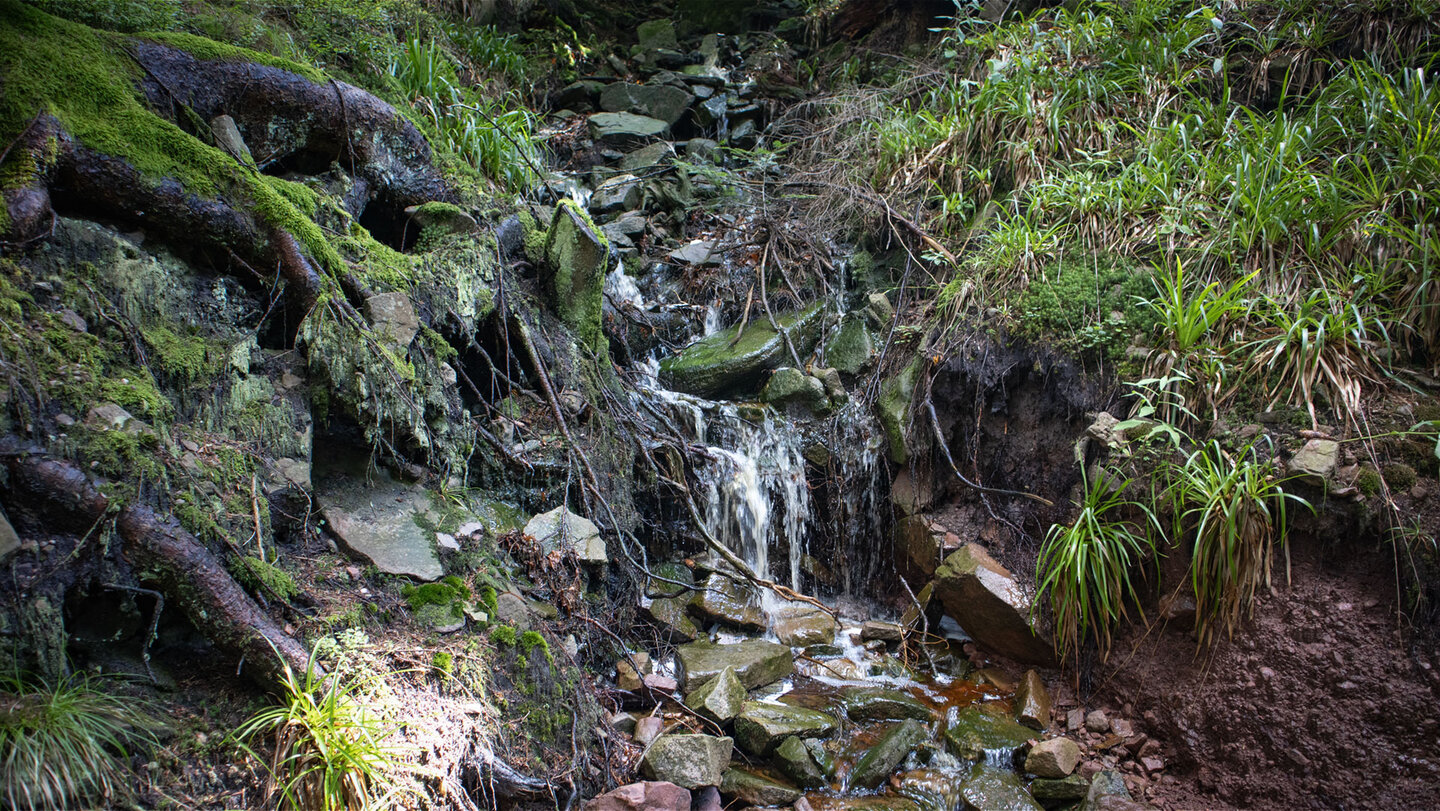 ein Zufluss des Griesbächle am Wanderweg Zufluss des Griesbächle am Wanderweg