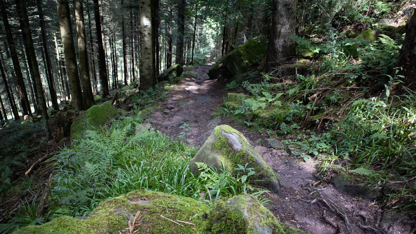 der Wanderpfad führt in Serpentinen Richtung Haberer Turm Wanderpfad in Serpentinen zum Haberer Turm