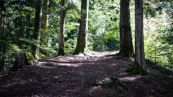 Wanderung auf dem Teufelskanzelsteig zum Haberer Turm