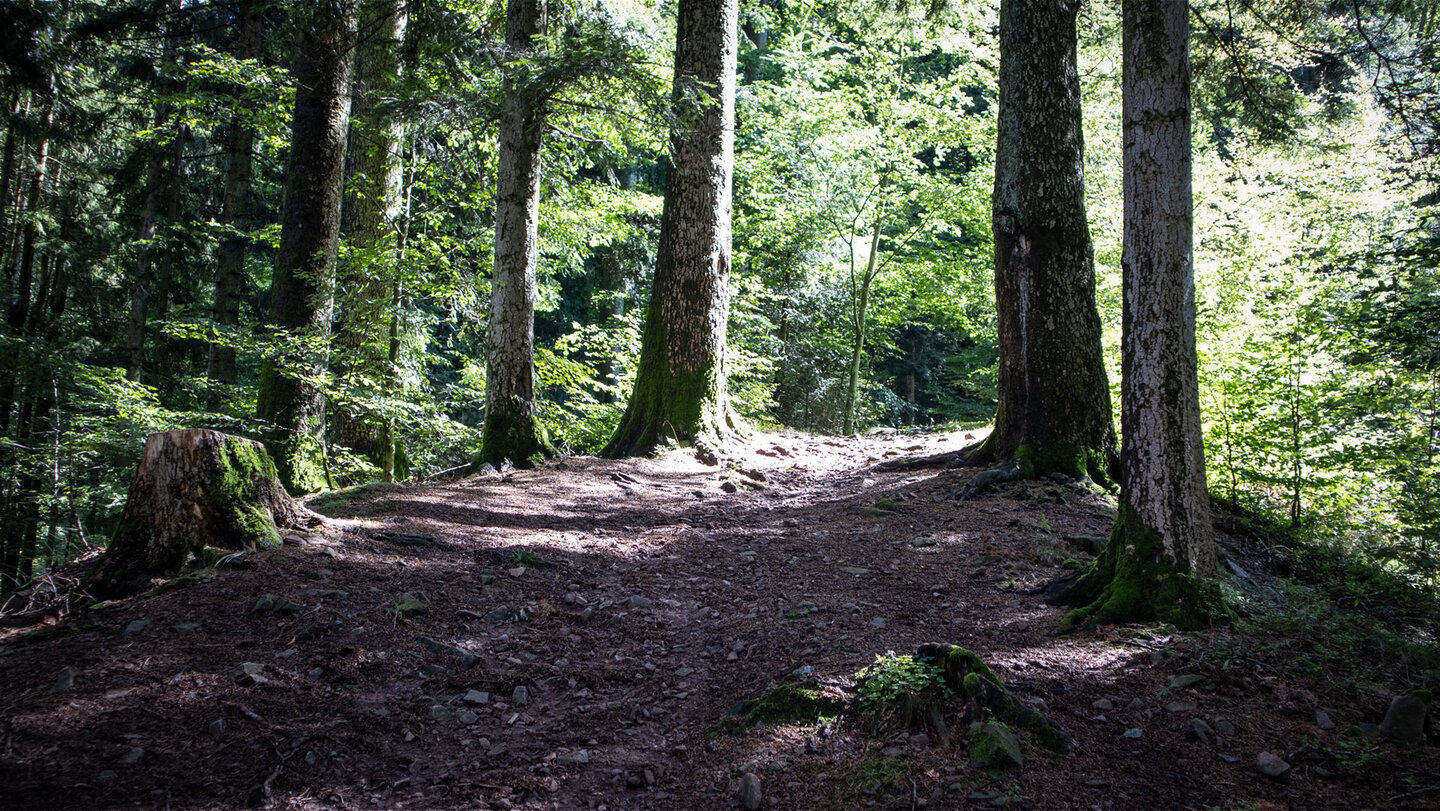 Wanderung auf dem Teufelskanzelsteig zum Haberer Turm Wanderung auf dem Teufelskanzelsteig zum Haberer Turm