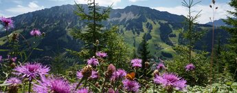 Der Iseler hinter Wiesenblumen