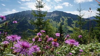 Der Iseler hinter Wiesenblumen