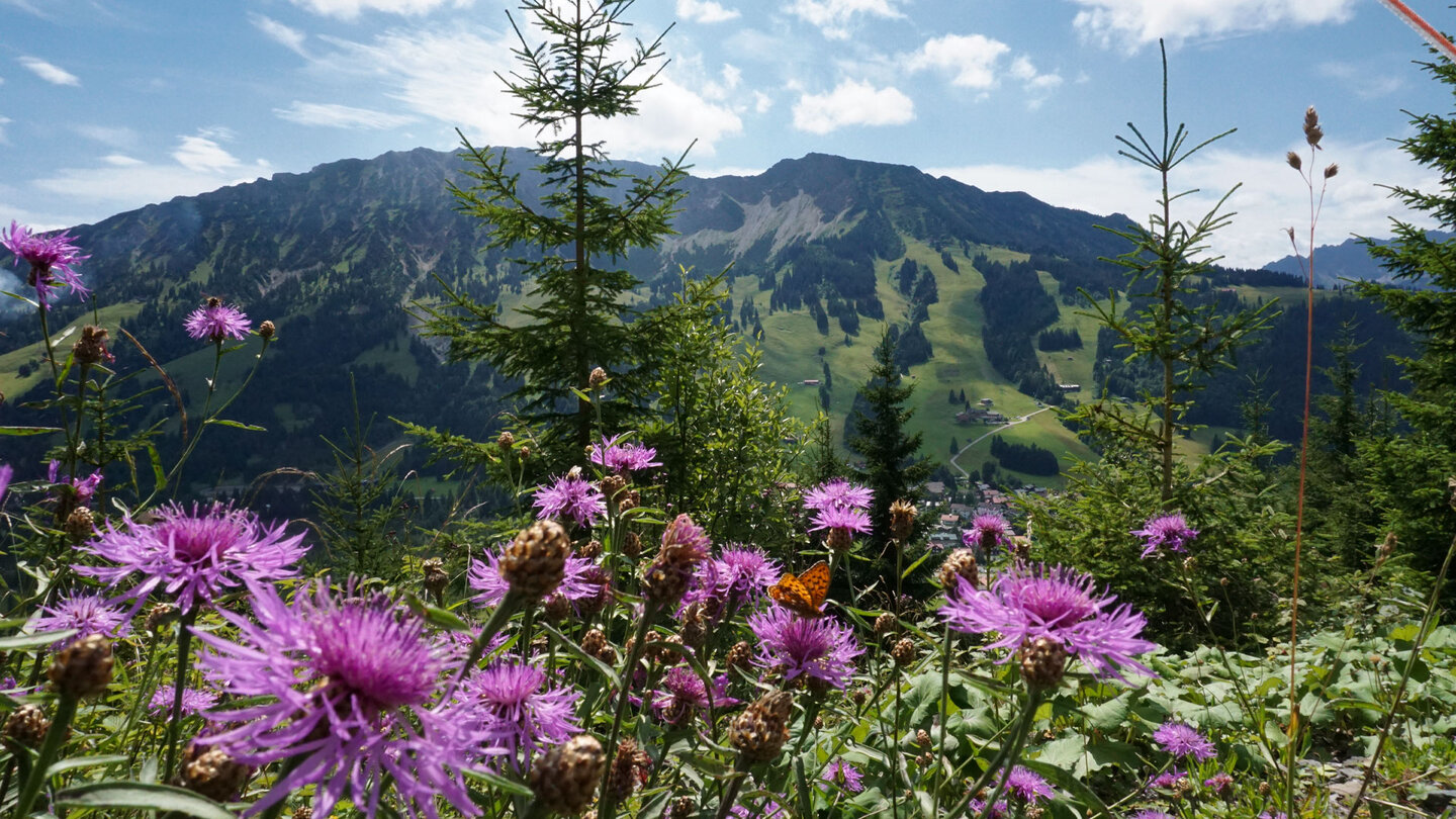 Der Iseler hinter prächtigen Wiesenblumen Der Iseler hinter Wiesenblumen