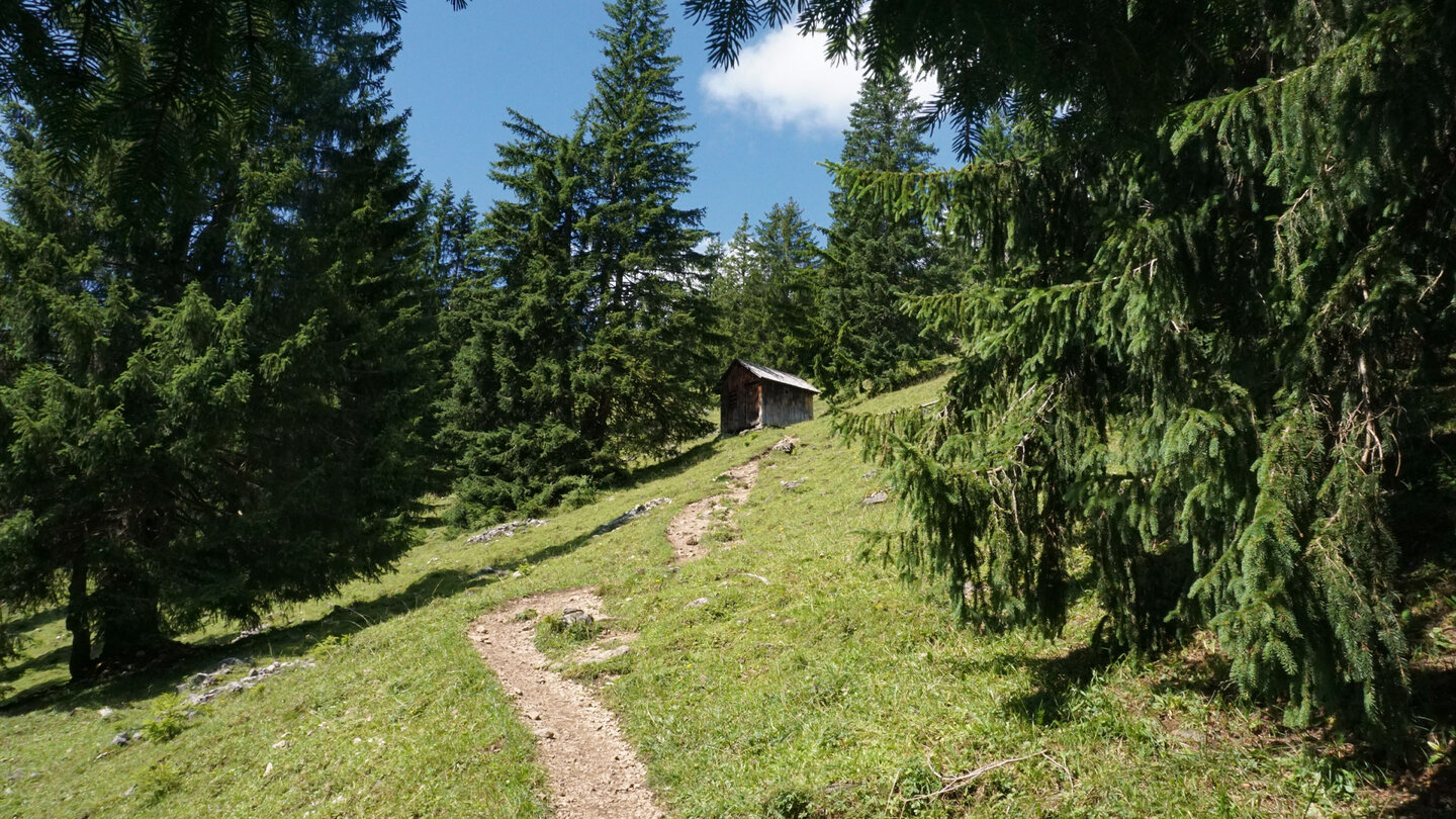 Bergpfad zwischen Nadelbäumen im Allgäu Bergpfad zwischen Nadelbäumen