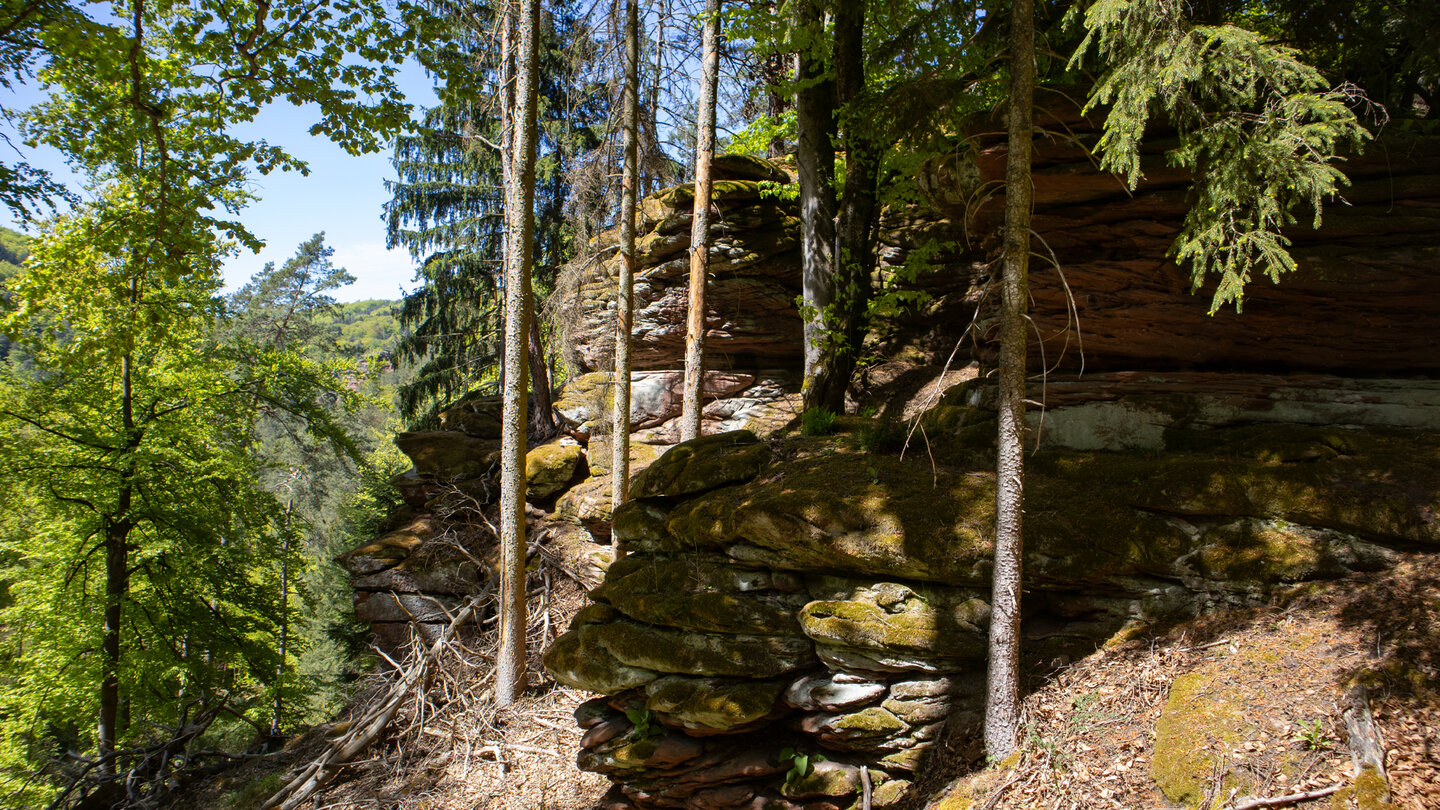 Hasenteller bei Hauenstein