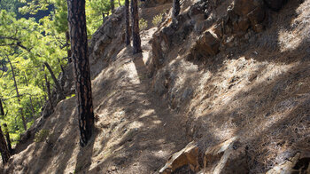 Wanderroute durch Kiefernwald