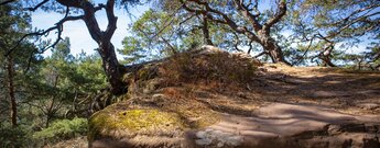 Verwitterter Buntsandsteinabsatz am Dörreinfelsen bei Hauenstein mit Moospolstern, Heidekraut und Blick durch Kiefernkronen auf bewaldete Hänge