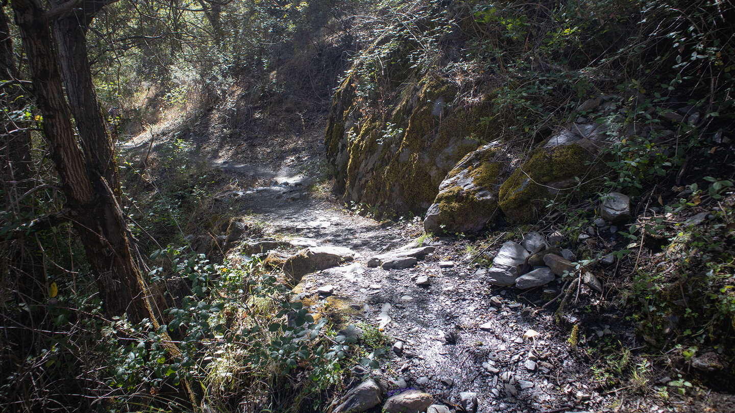 bewaldeter Wegabschnitt am Wanderweg bewaldeter Wegabschnitt am Wanderweg