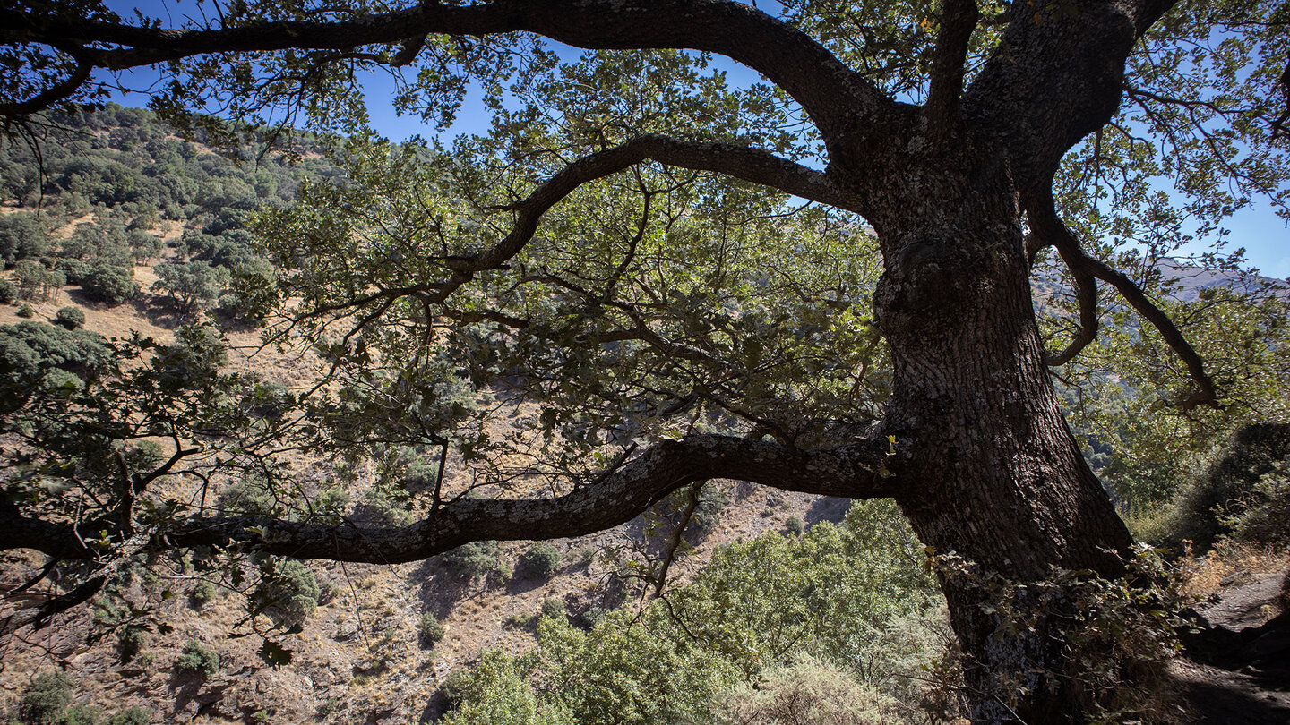 knorriger Baum am Wanderweg im Genil-Tal knorriger Baum im Genil-Tal