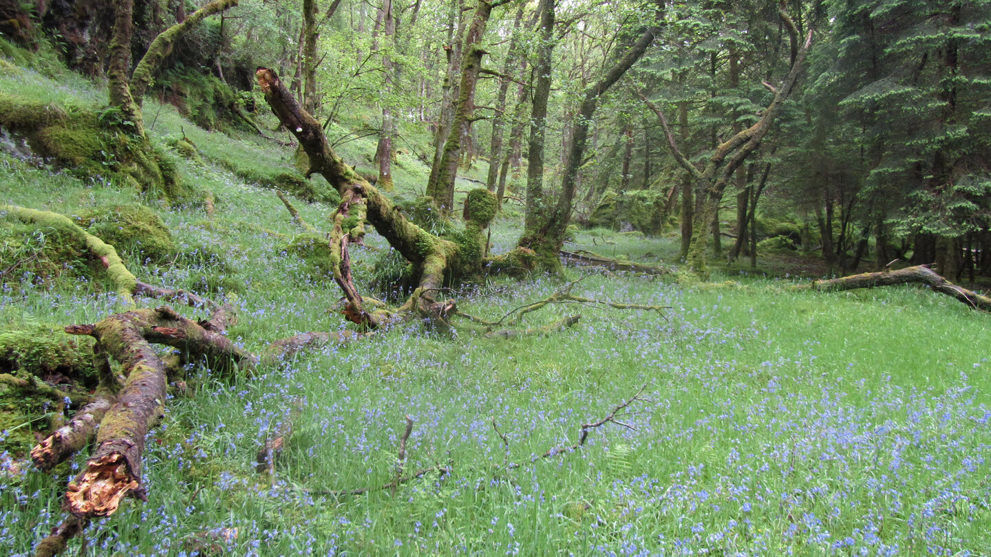 Waldwiesen am West Highland Way