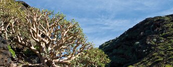 Blick vorbei an Gewächsen zum Barranco de Fernando Porto auf La Palma