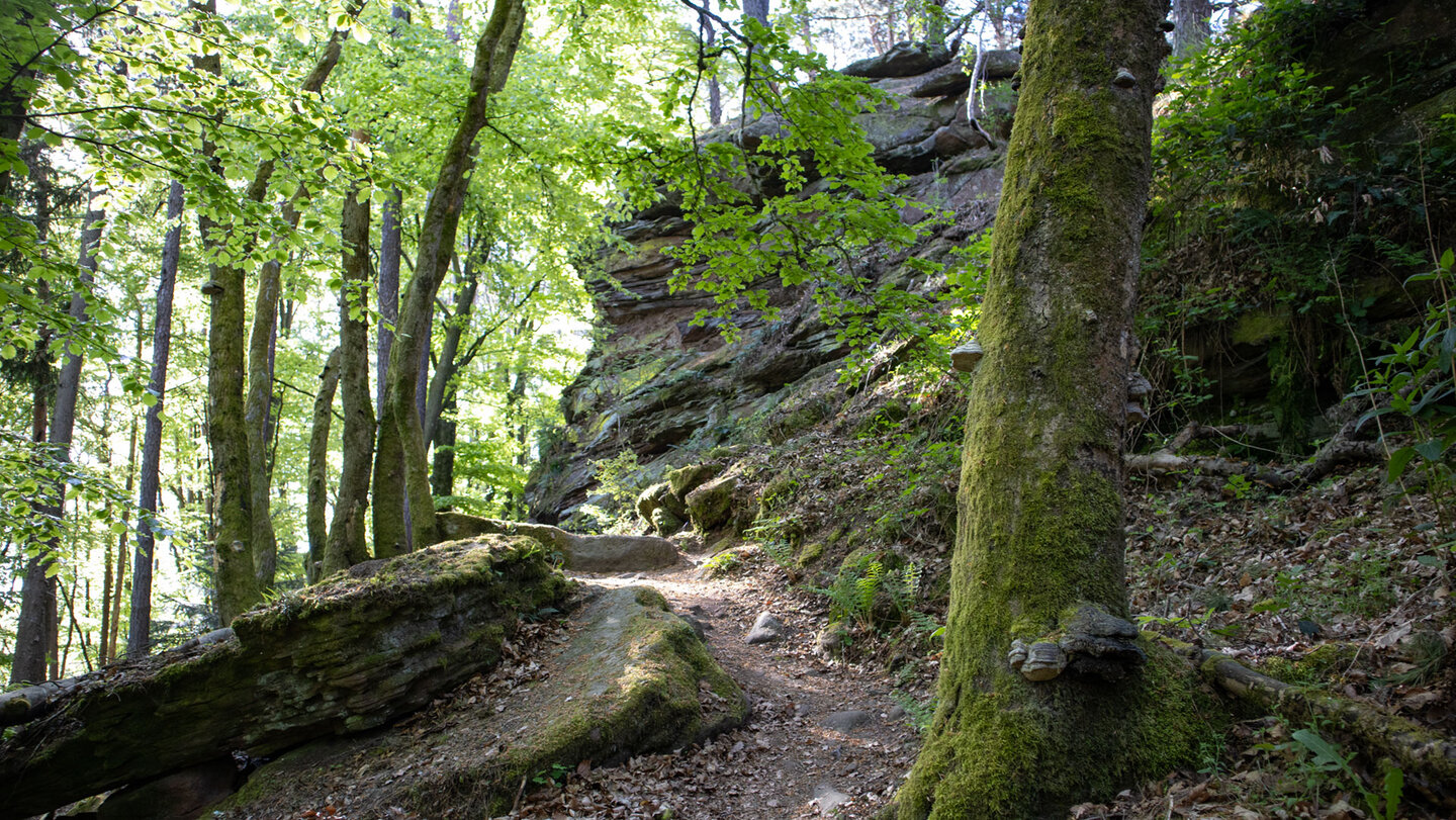 Wanderpfad bei Hauenstein im Pfälzerwald