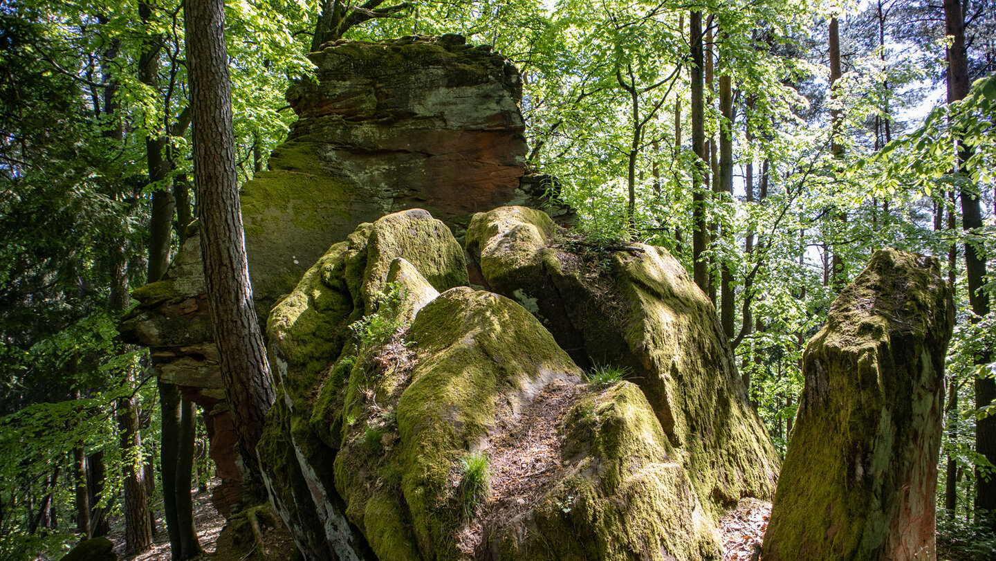 Saustein auf dem Hahnenstein im Pfälzerwald