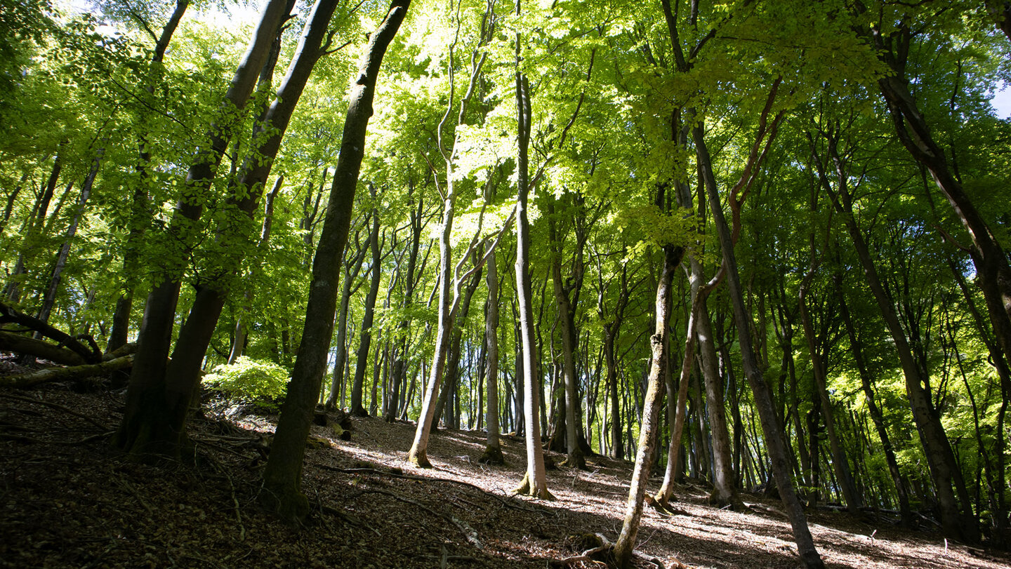 Buchenwälder rund um Hauenstein im Pfälzerwald