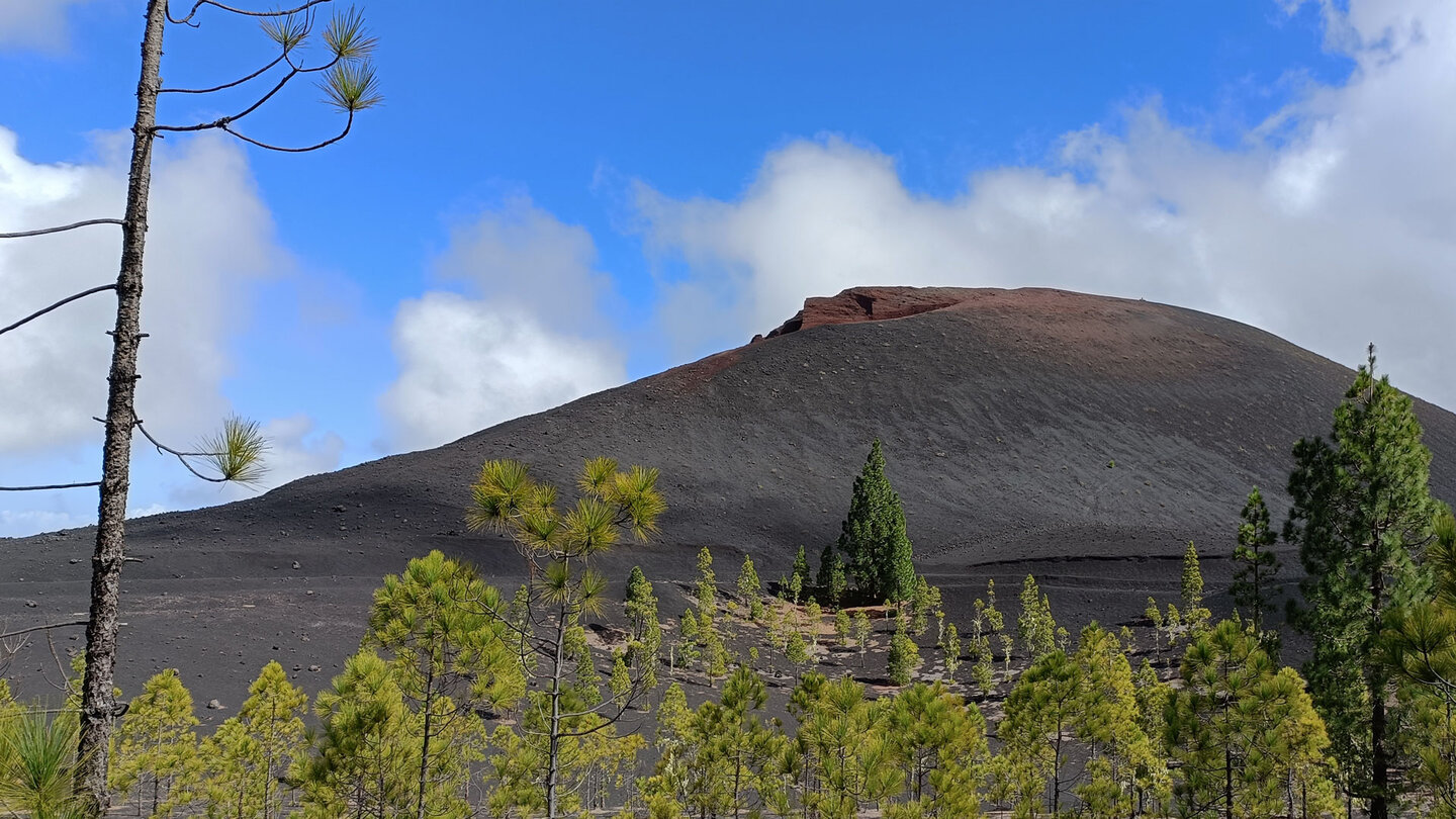 Blick zum Montaña Negra über lichten Kiefernwald