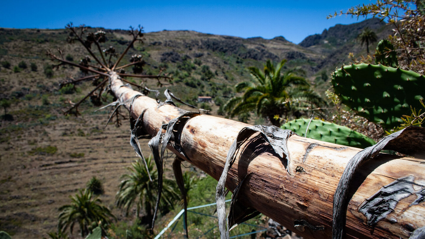 Abgestorbene Agave am Wanderweg bei Alajeró