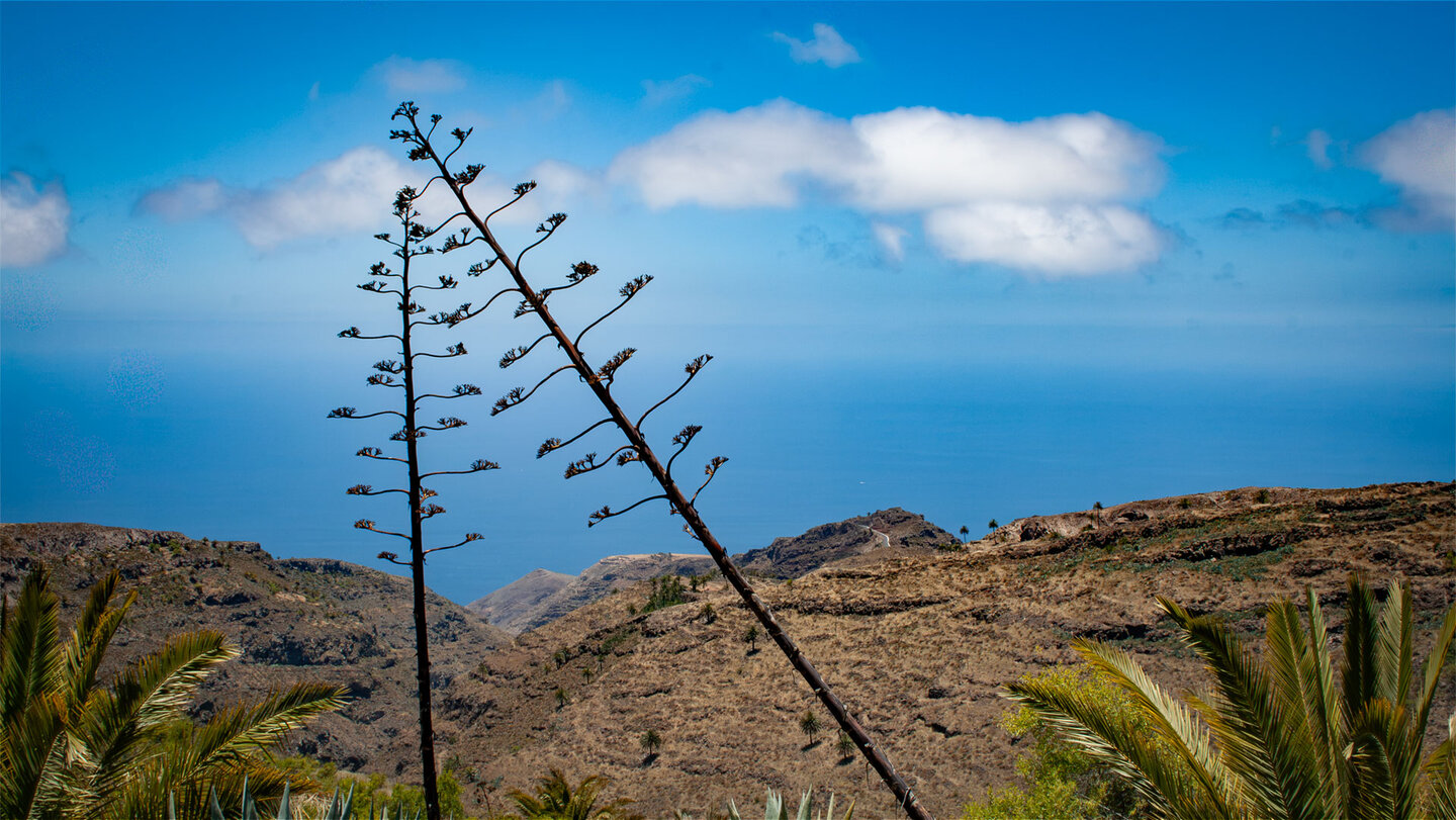 Blühstängel von Agaven vor Bergkulisse und Atlantik im Süden La Gomeras.