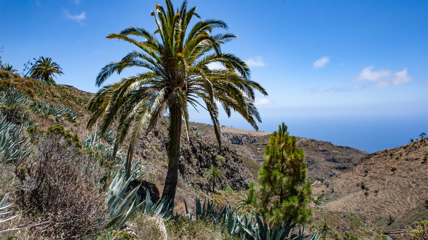 Kanarische Palme vor dem Barranco de Tajonaje bei Alajeró