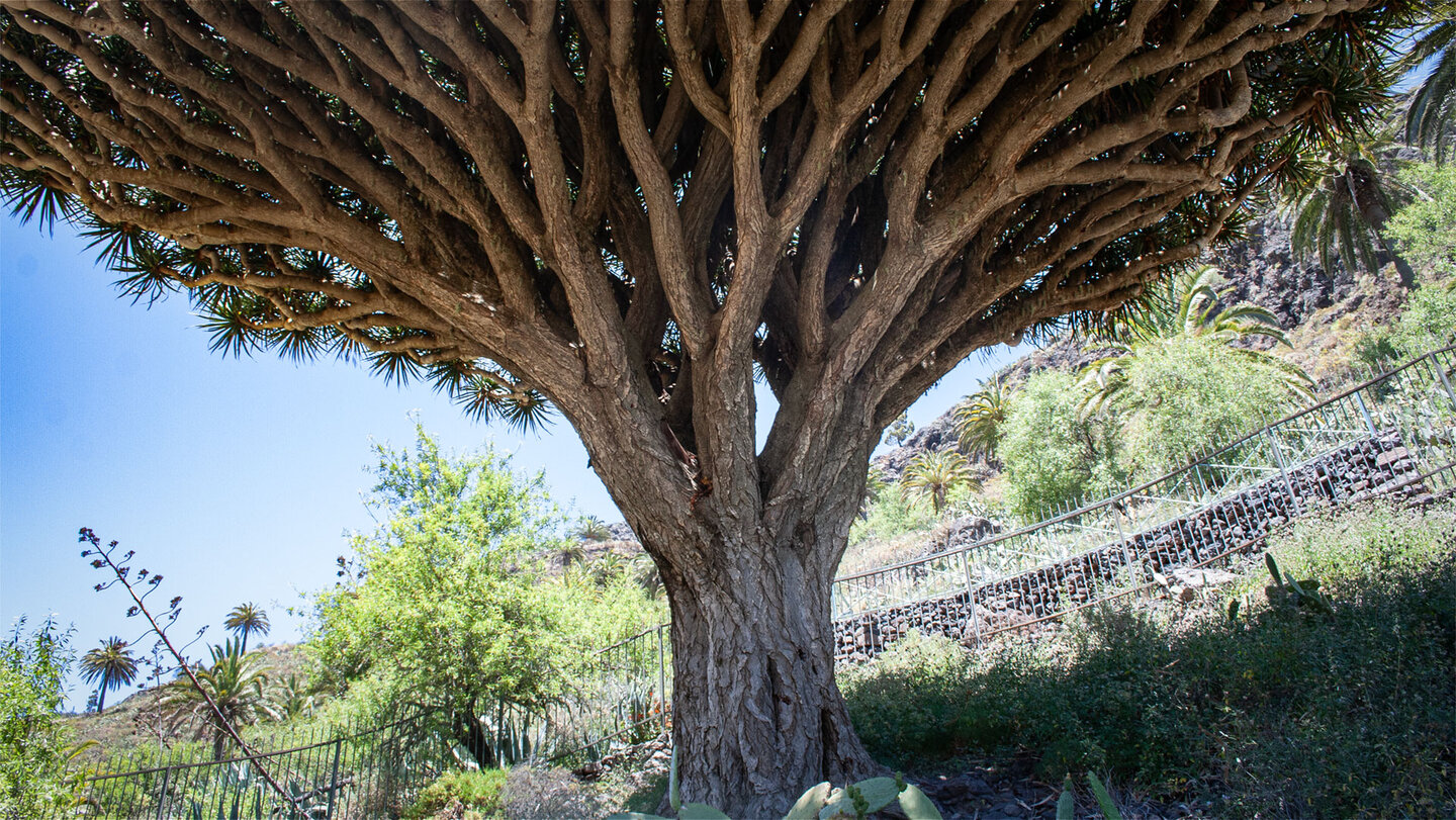 Der weit verzweigte Stamm des über 400 Jahre alten Drago de Agalán bei Alajeró, La Gomera.
