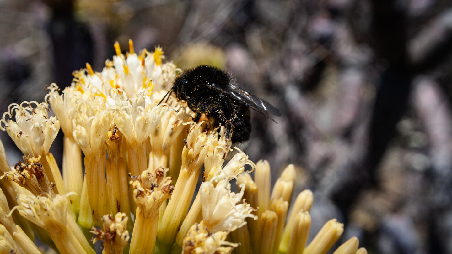 Hummel an Kleinien-Blüte, La Gomera.