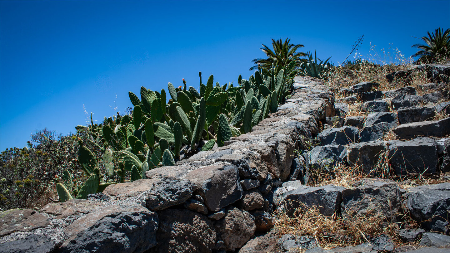 Steinpfad mit Feigenkakteen auf dem Weg zum Drago de Agalán, Alajeró.