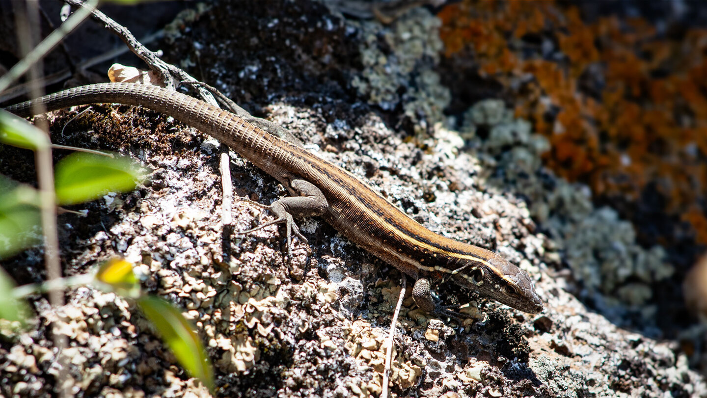 Kanareneidechse auf flechtenbewachsenem Vulkangestein, La Gomera.