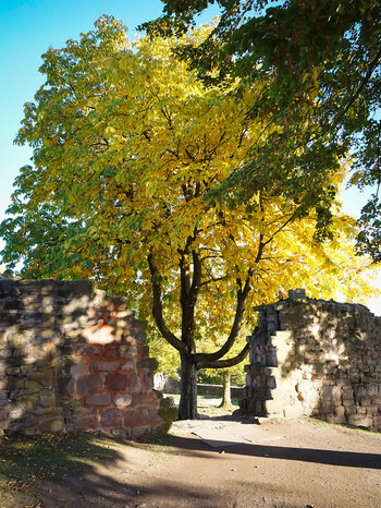 Baum zwischen Mauern der Reichsburg Kyffhausen