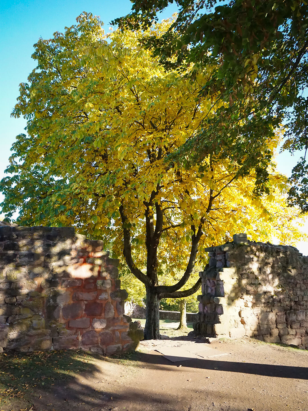 Baum zwischen Mauern der Reichsburg Kyffhausen in der Nähe von Bad Frankenhausen Baum zwischen Mauern der Reichsburg Kyffhausen