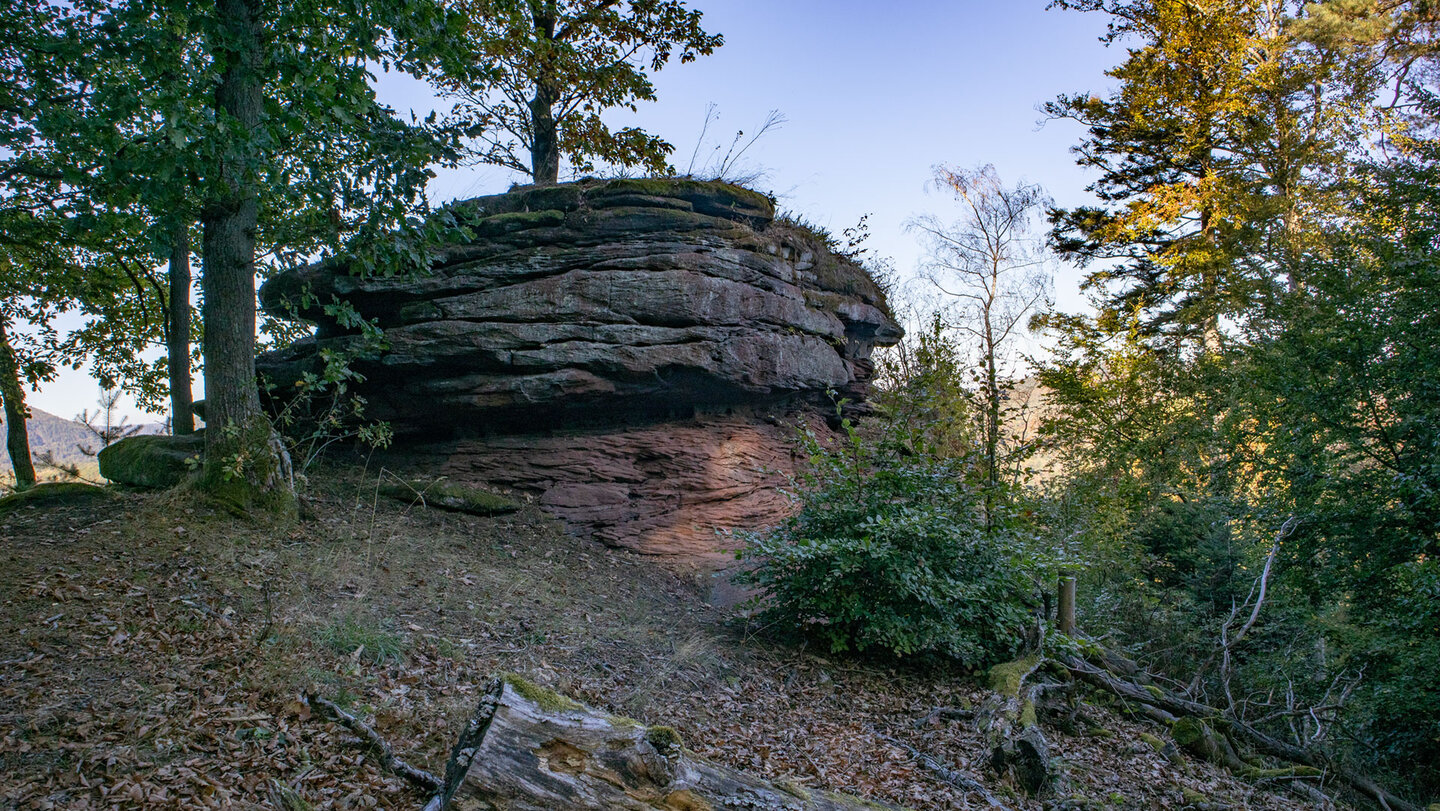 Kompakter, plattenförmiger Buntsandstein-Felsaufschluss des Schniddelfels bei Erlenbach, Pfälzerwald