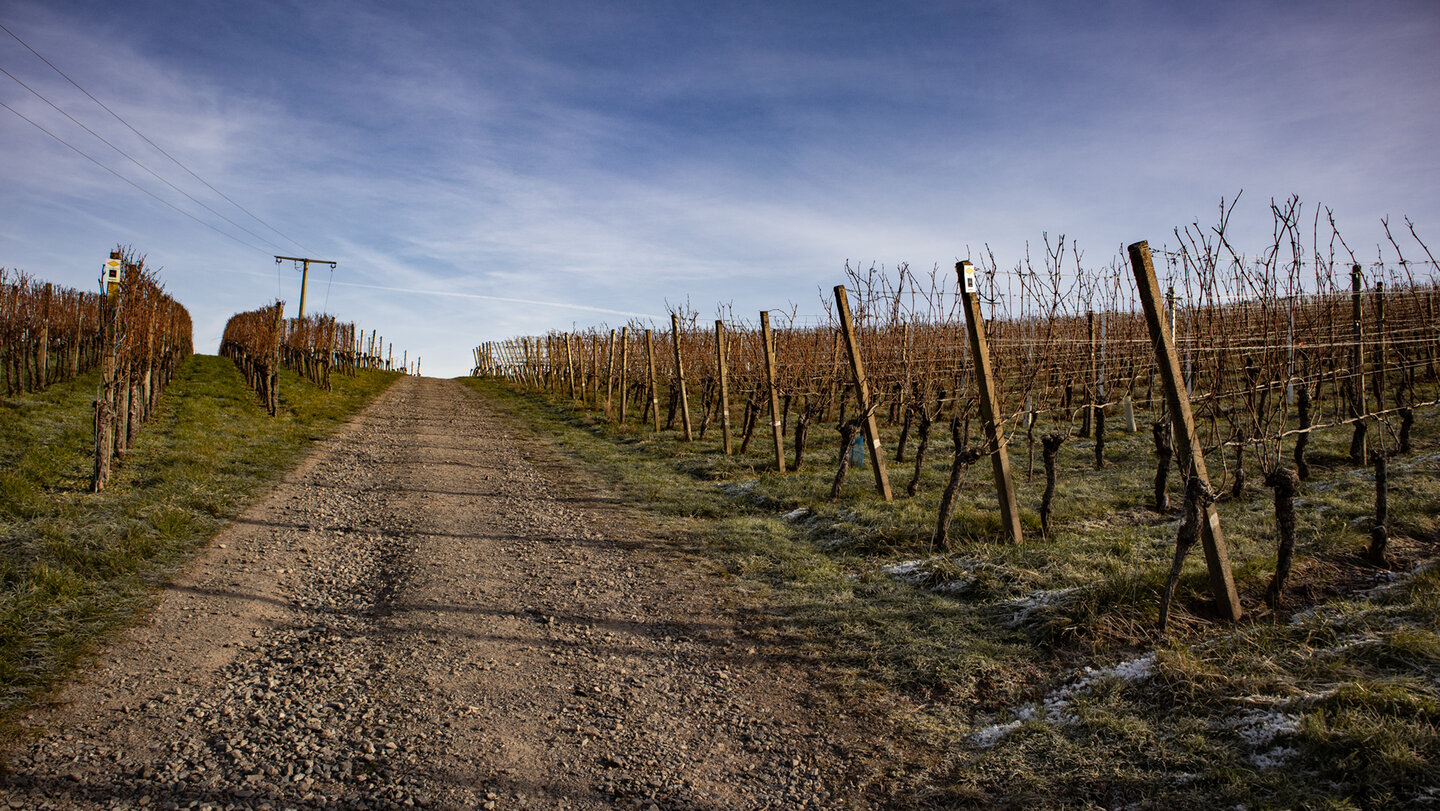 Durbacher Weitblick – Genießerpfad durch Weinberge
