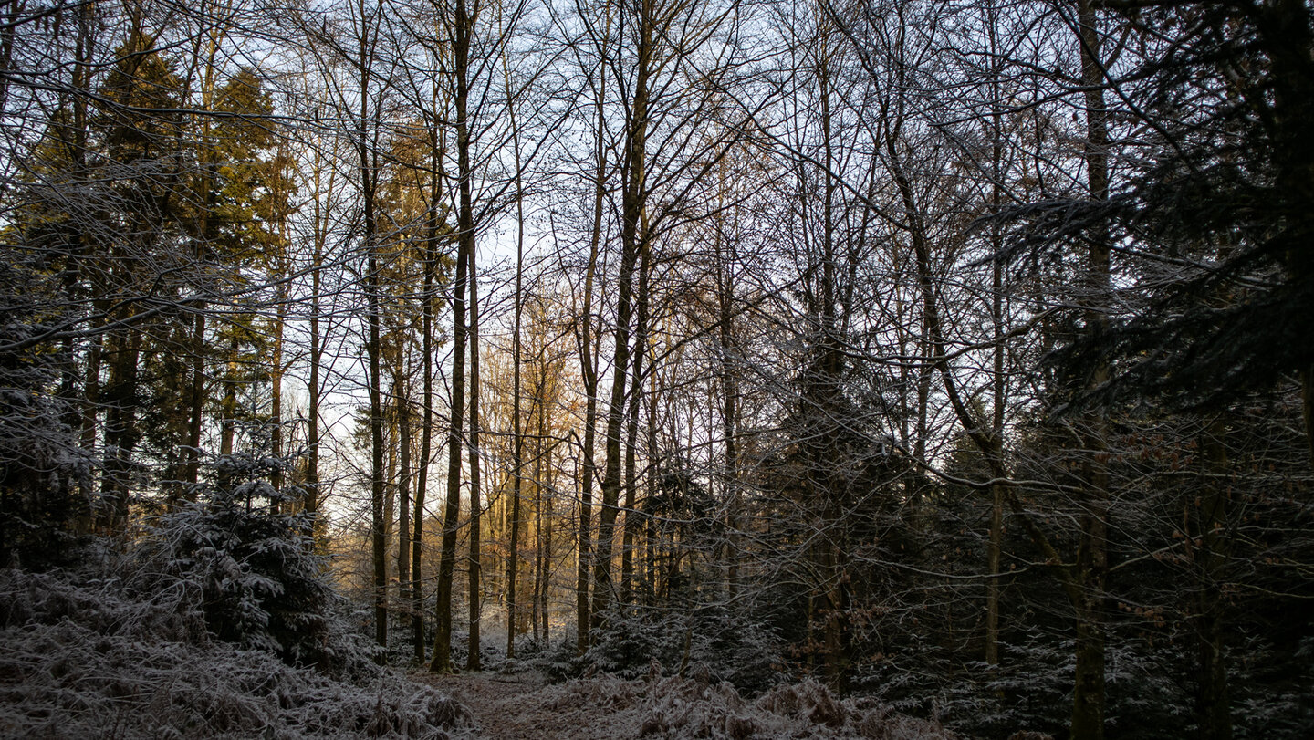 Vollmerbacher Wald auf der Durbacher Weitblick-Runde